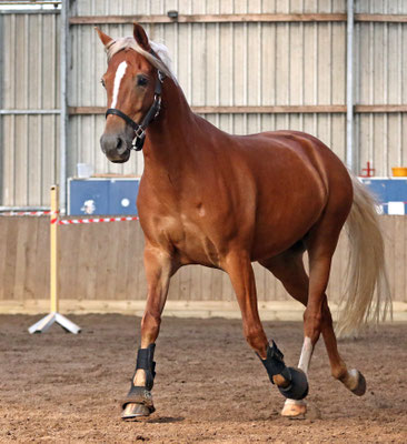 Holsteins Sunny Day Stute, Fuchs, geb. 2008 Deutsches Reitpony v. FS Disagio x Horsegate Minstrel/ Nantario