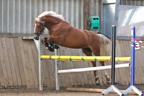 Holsteins Sunny Day Stute, Fuchs, geb. 2008 Deutsches Reitpony v. FS Disagio x Horsegate Minstrel/ Nantario