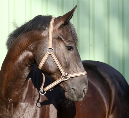 Sidney H (Österreichisches Warmblut, geb. 2011) 6jähriger Wallach von Sarkozy x Voltaire/Ramiro Z