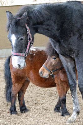 Junimond Hengst, Schimmel, geb. 2015 Shagya-Araber v. Jussuf-911 (Jelzin) x Bernina/ Bazar 