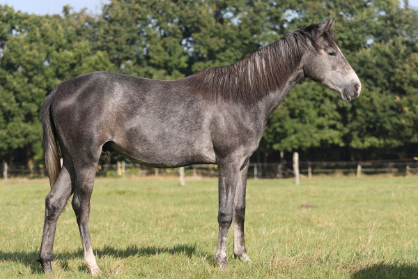 Junimond Hengst, Schimmel, geb. 2015 Shagya-Araber v. Jussuf-911 (Jelzin) x Bernina/ Bazar 