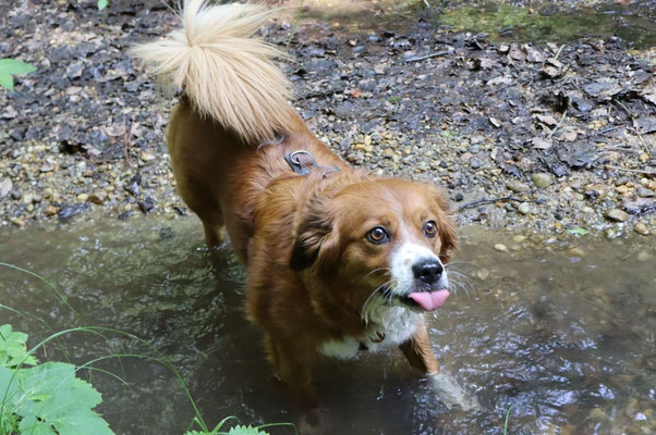 Holly von der Wimmerfarm -Familienhund