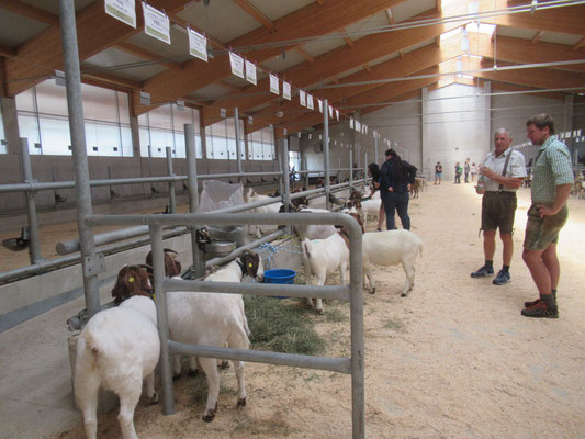Ziegenausstellung in Traboch