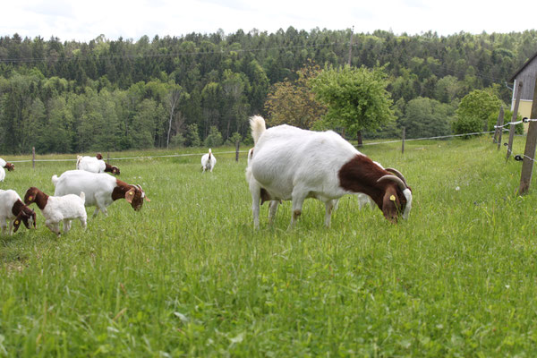 Burenziegen auf der Wimmerfarm