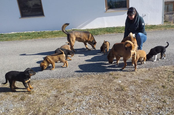 menschenbesuch für welpen