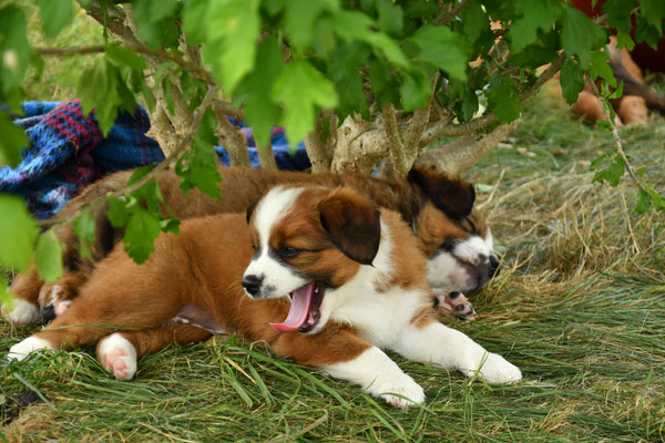 Hermine & Hektor