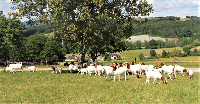 Burenziegen auf der Wimmerfarm