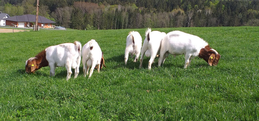 Ziegenböcke auf der Wimmerfarm
