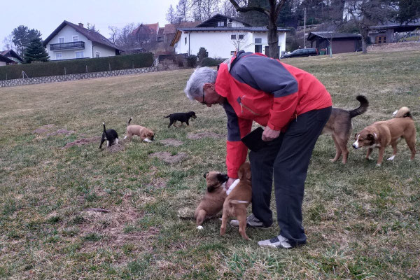welpenbesuch von lieben Nachbar