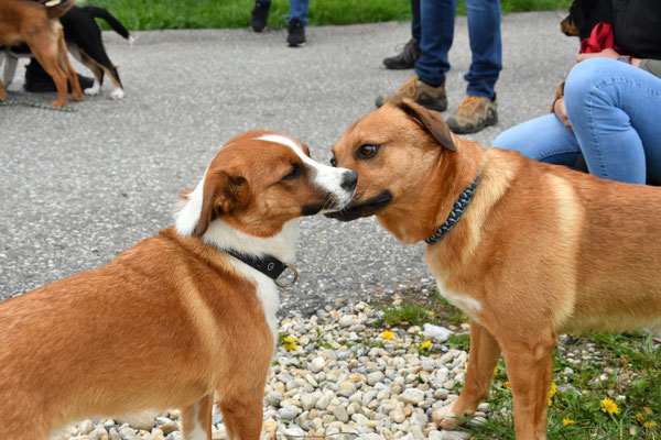 kennenlernen-oesterreichische-pinscher-wachhund-hofhund