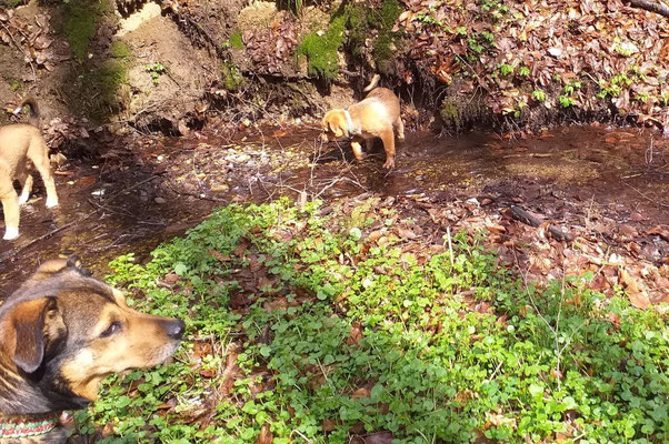ausflug in den Wald 