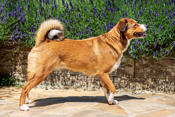 Tierarzt's Oskar's Frieda Floretta