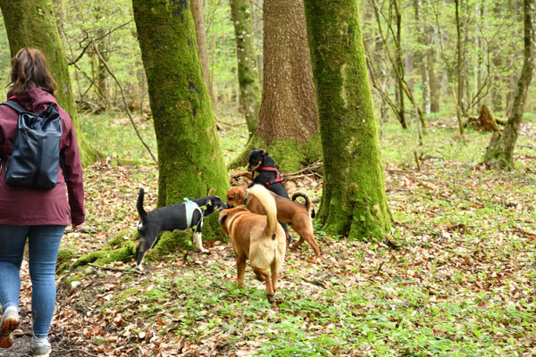 wald-riechen-nasenarbeit-oepi-lieblingsmenschen-graz-umgebung
