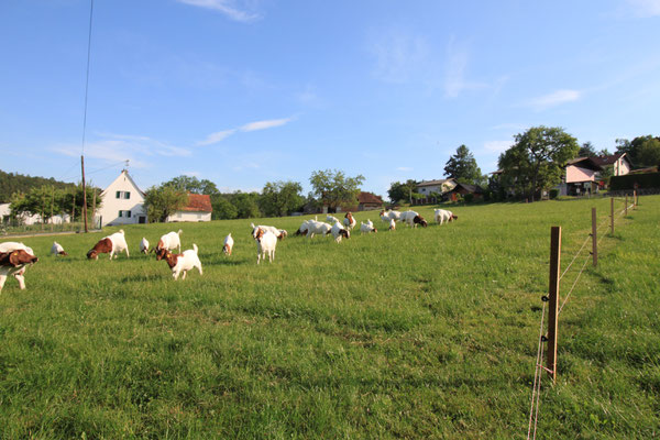 Burenziegen auf der Wimmerfarm