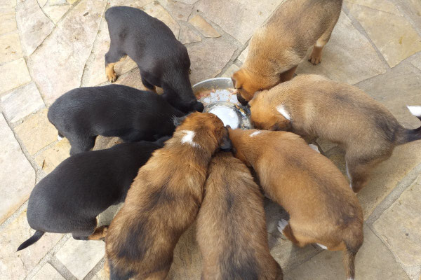 gemeinsames fressen von jungen hunden