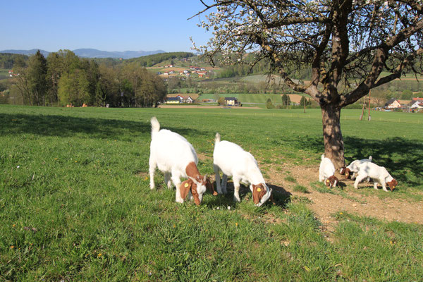 Burenziegen auf der Wimmerfarm