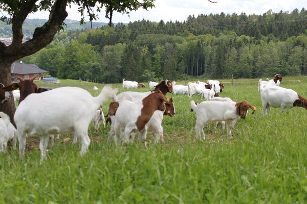 Burenziegen auf der Wimmerfarm