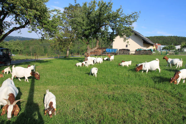 Burenziegen auf der Wimmerfarm