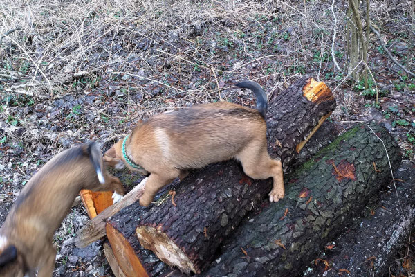 Abenteuer im wald mit hunden