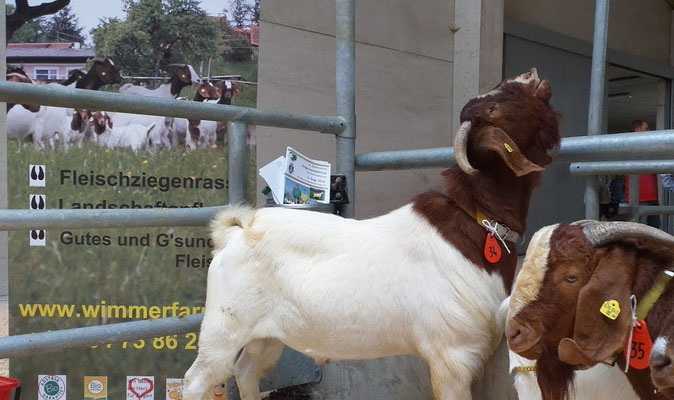 Ziegenausstellung in Traboch