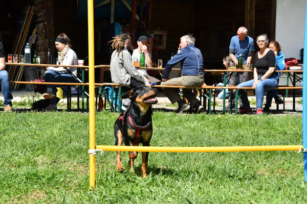 huerdenlauf-training-pinscher-spass-zuchtstaette-wimmerfarm