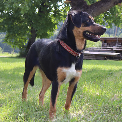 Luisella 