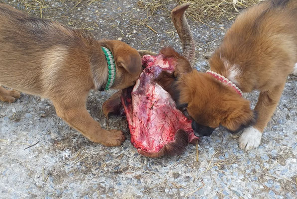 köstlicher schmaus von einen burenziegenkopf