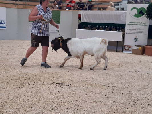 Ziegenausstellung in Tarboch