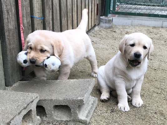 しつけ教室 - 国際犬訓練所 Int-lab
