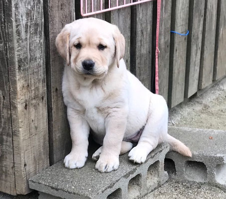 しつけ教室 - 国際犬訓練所 Int-lab