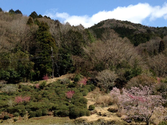 茶の段々畑