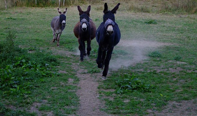 Le Chaim, Ephraim und Samuel sind schon fast bei mir, hier sieht man Léon, gefolgt von Gismo und Abraham