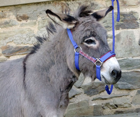 5-jähriger Zwergeselwallache Rocky aus Hessen