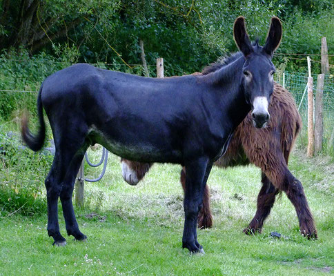 Großesel aus Rheinland-Pfalz