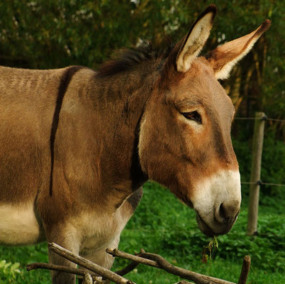 Hausesel Lucien aus dem Saarland 301 kg