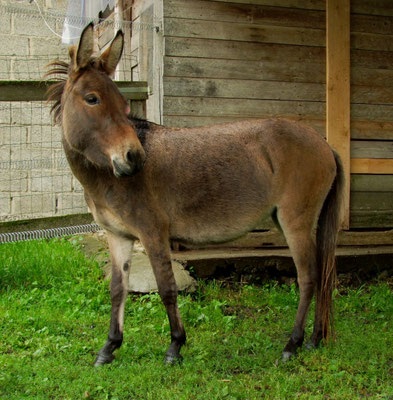 Muli Merle aus Hamm