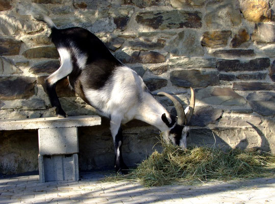 Unsere Steinbänke haben wir wieder an die alte Stelle platziert.