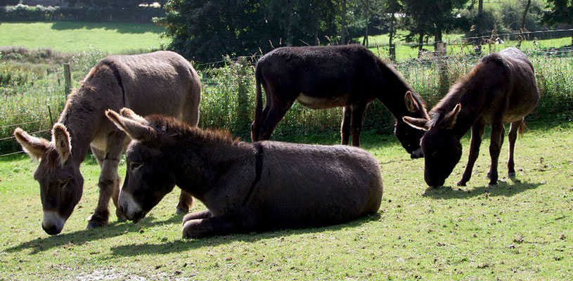 von links nach rechts: Abraham, Ephraim, Le Chaim und Samuel