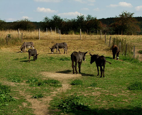 von links nach rechts: Abraham. Samuel, Ephraim, Léon und Le Chaim "unterhalten sich" und Gismo