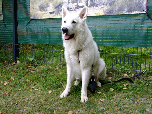 Der "Wolf" hat alles im Blick. Er hat uns sehr souverän den ganzen Tag begleitet.