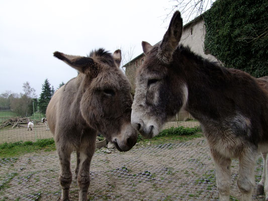 Hausesel aus Belgien