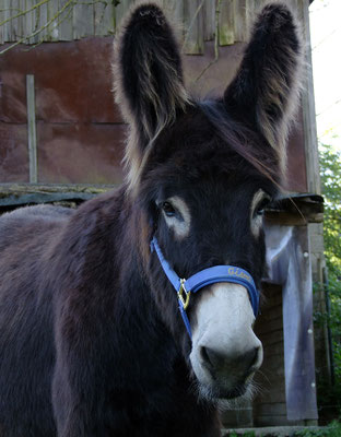 Poitou-Mischling Gismo aus Lichtenstein 311 kg
