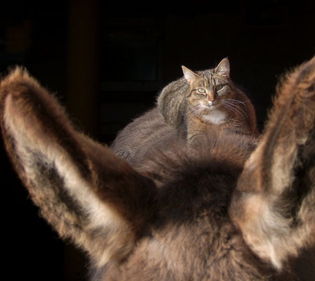 Katze Lisenka nimmt ein Sonnenbad auf Ephraim.