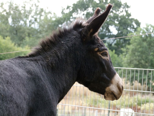Zwergesel Bängbäng aus Kempen