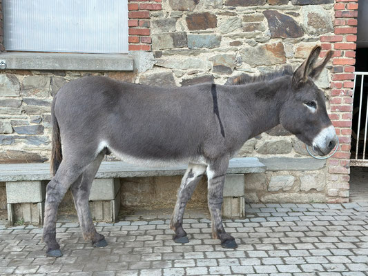 befestigter Auslauf