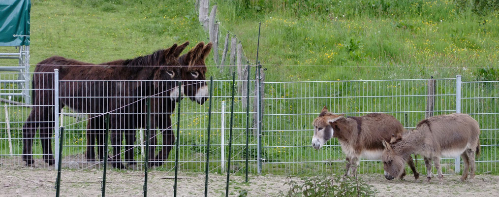 Léon und Gismo bestaunen die 9-jährigen Minieselstuten Beauty und Blue.