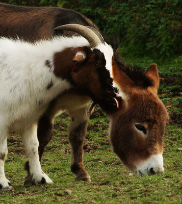 Esel & Ziegen zusammen halten