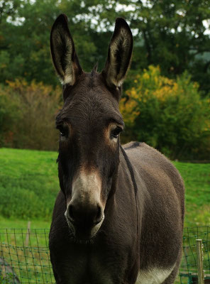 Hausesel Geronimo aus dem Saarland 261 kg