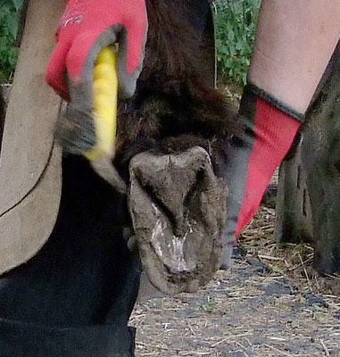 die Hinterhufe sind zu lang, teilweise etwas ausgebrochen und die weiße Linie ist schwarz