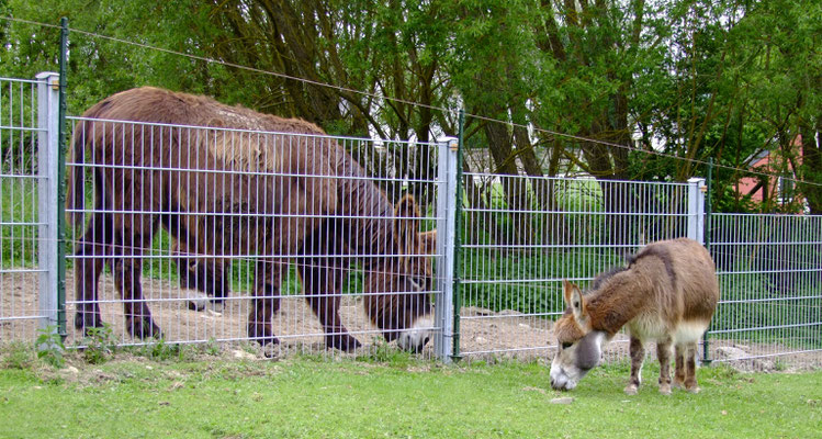 Gismo kann es immer noch nicht fassen, dass es sooooo süße Eselstuten gibt.